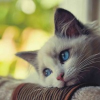 Avatar của Vũ Thị Lan